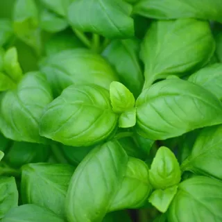 Basil