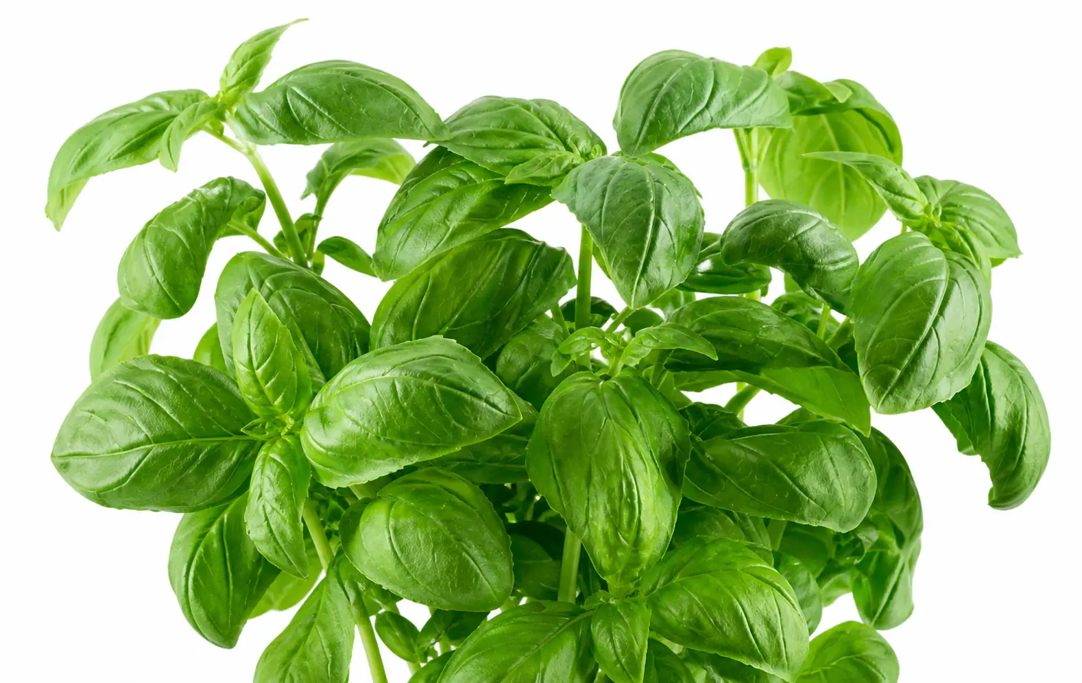 Basil