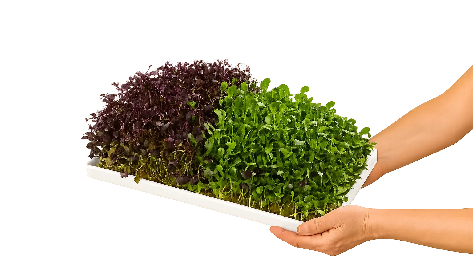 Full tray of harvested microgreens