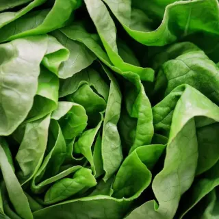 Lettuce