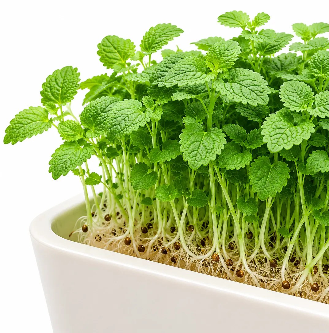 Melisa microgreens
