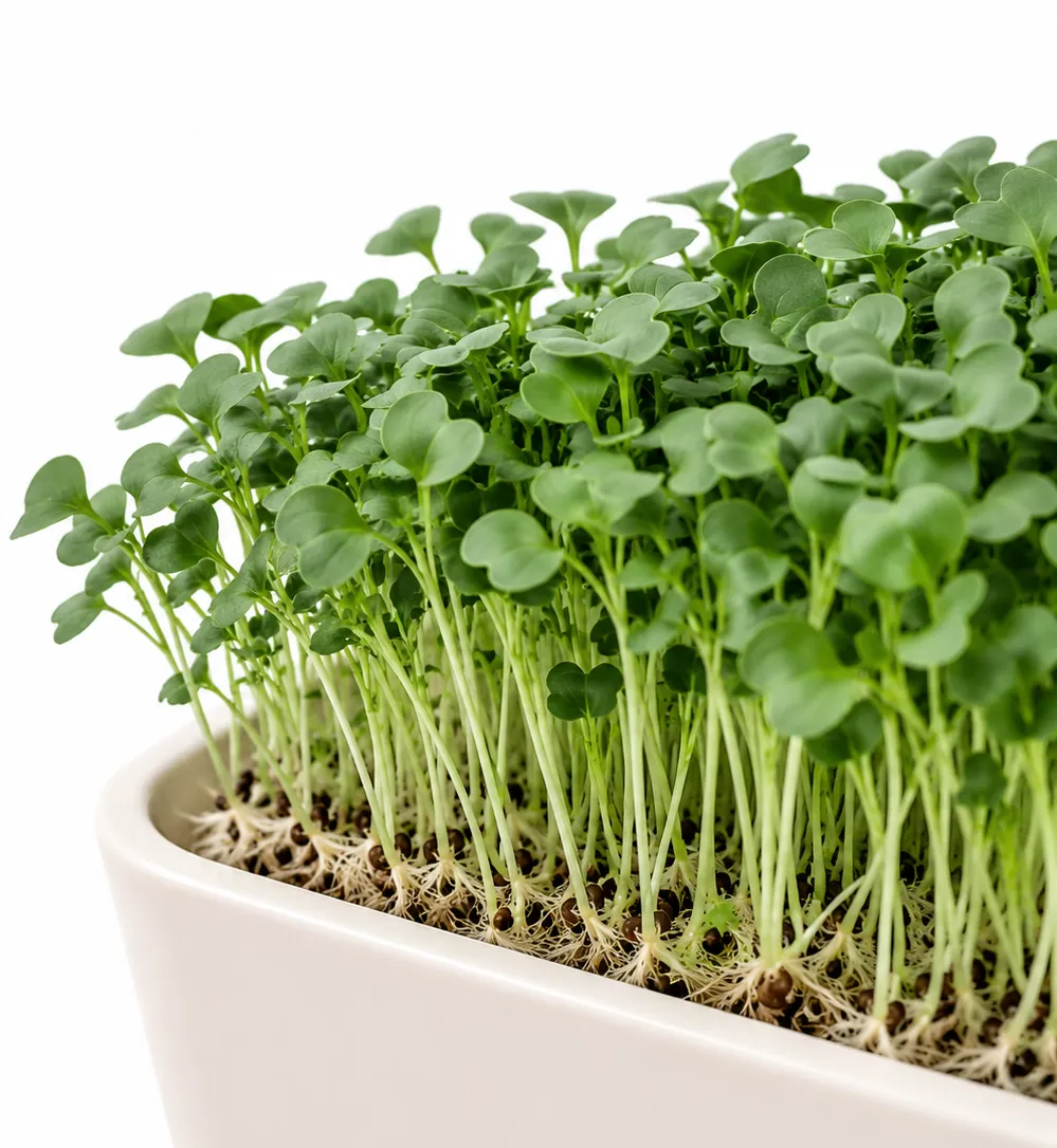 Raddish microgreens