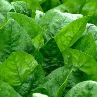 Spinach