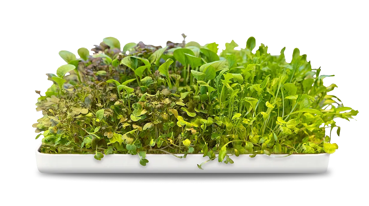 Full tray of fresh crops