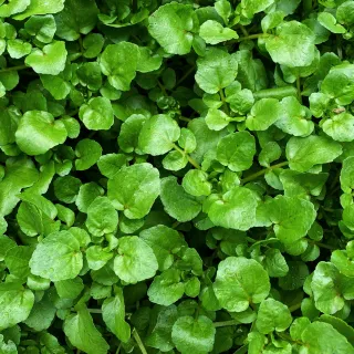 Watercress